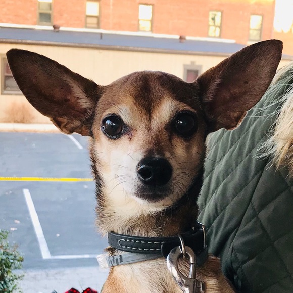 Meet your Posher, Ellen - Picture 1 of 1